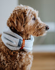 confident dog in a stylish light melange neck warmer on a crisp winter day