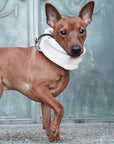 bold white sand inko neck warmer on a dog with a confident look