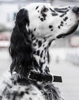 Black Leather Pet Collar for Stylish Companions