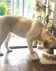Large Dog Bowls
