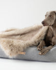 Grey Dog Bed for Everyday Lounging Luxury