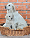 Eco Friendly Handwoven Wicker Dog Bed with Cushion