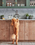 WildWash Senior Shampoo for Dogs, 250ml