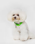 Premium Leather Collar
