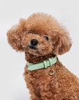 Premium Leather Collar