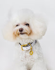 Premium Leather Collar