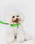 Premium Leather Lead