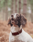 Oxblood Red Leather Dog Collar