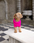 Fandango Pink British Wool Dog Jumper