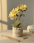 Dawn's Eye Daisies