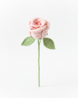Enchanting Single Rose