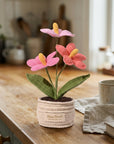 The Flamingo Heart Anthurium
