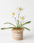 Daffodil