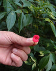 Poppy Cufflinks