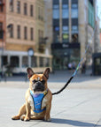 Pressure Free Dog Harness in Blue Graffiti