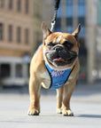 Pressure Free Dog Harness in Blue Graffiti