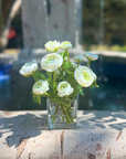 Silk Ranunculus Flowers in Glass Vase - 8"