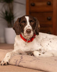 Red Leather Dog Collar