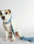 Rose Wylie Collar - Hypoallergenic