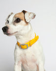 Rose Wylie Collar - Hypoallergenic