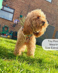 Rugged Rover™ Harness - Autumn Breeze