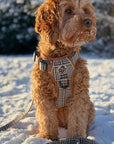 Rugged Rover™ Harness - Foxbury Plaid