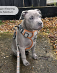 Rugged Rover™ Harness - Foxbury Plaid