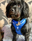 Rugged Rover™ Harness - Royal Blue