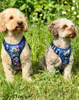 Rugged Rover™ Harness - Summer Meadow