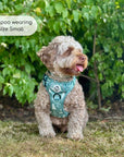 Rugged Rover™ Harness - Evergreen Trails