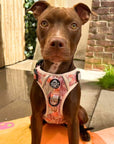 Rugged Rover™ Harness - Autumn Breeze