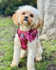 Rugged Rover™ Harness - Burgundy Bloom