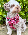 Rugged Rover™ Harness - Burgundy Bloom