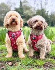 Rugged Rover™ Harness - Burgundy Bloom