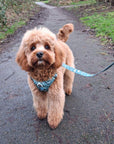 Rugged Rover™ Harness - Evergreen Trails