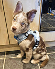 Rugged Rover™ Harness - Pastel Blue