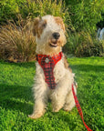 Lead - Red Tartan