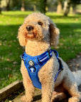 Rugged Rover™ Harness - Royal Blue