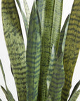 Artificial Snake Plant - 40"