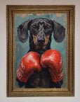 Sausage Dog Boxing Framed Print