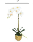 Phalaenopsis Orchid Plant in Gold Vase - 18"