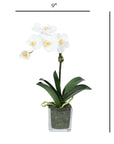 Mini Orchid Arrangement in Square Glass Vase