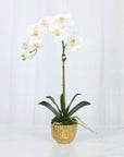 Phalaenopsis Orchid Plant in Gold Vase - 18"