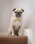 Yellow Leather Dog Collar