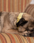 Yellow Leather Dog Collar