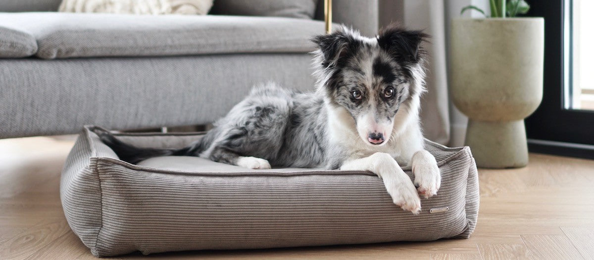 Scandinavian-inspired dog bed by Labbvenn in a neutral modern interior