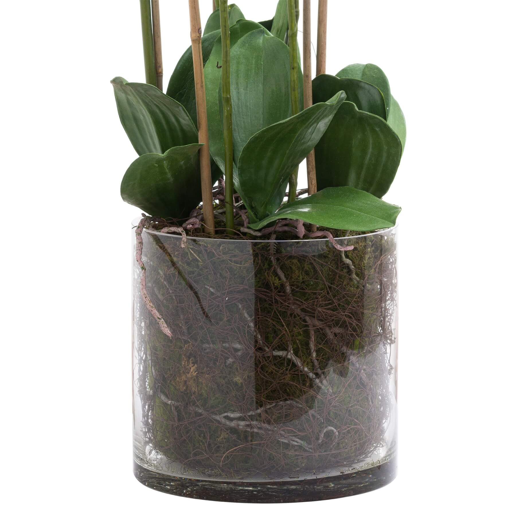 Elegant Tall White Orchid in Glass Vase | Home Decor