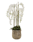 White Orchid in Vintage Stone Planter