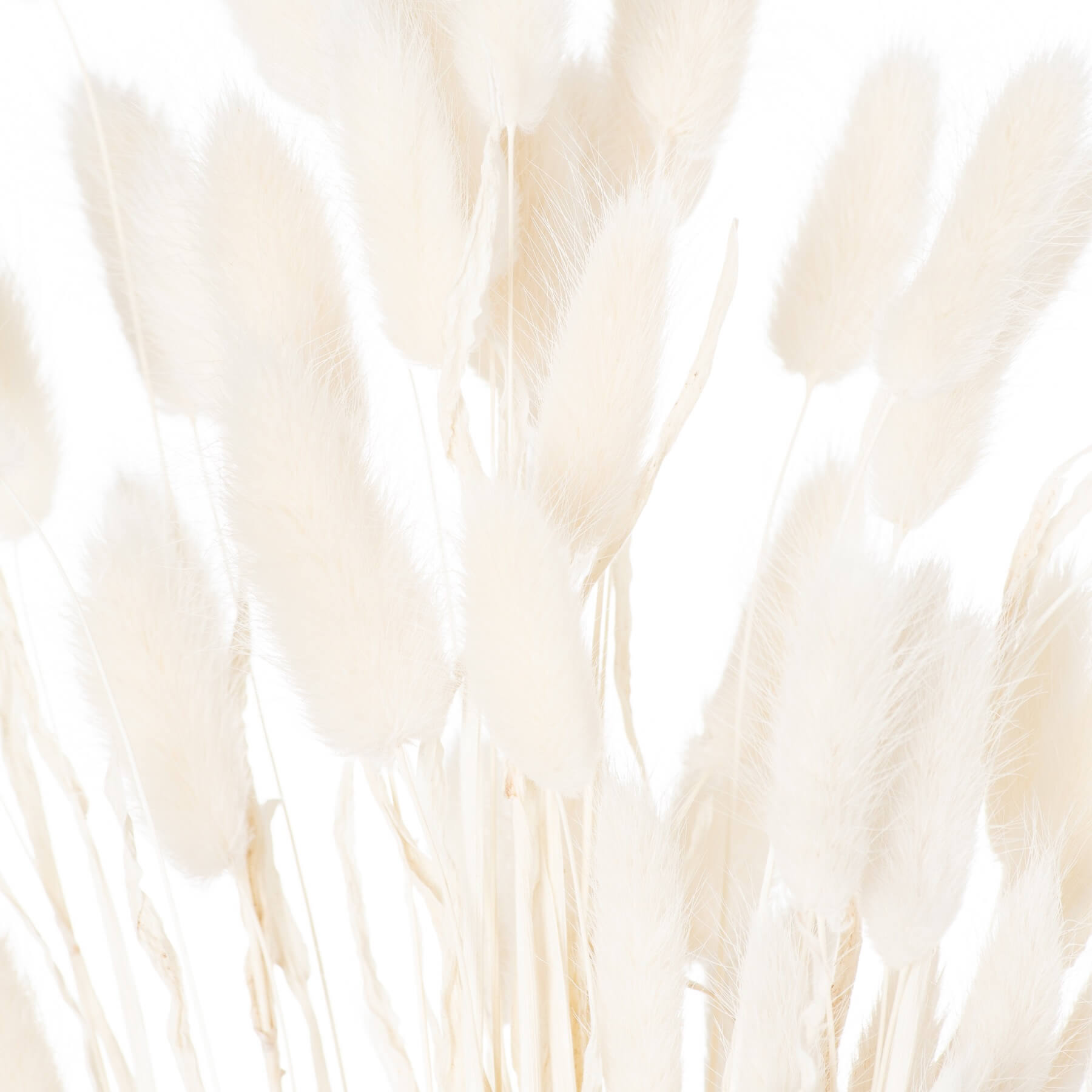 Fluffy White Bunny Tails Natural Dried Grass 60 Stems