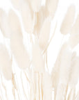 Fluffy White Bunny Tails Natural Dried Grass 60 Stems